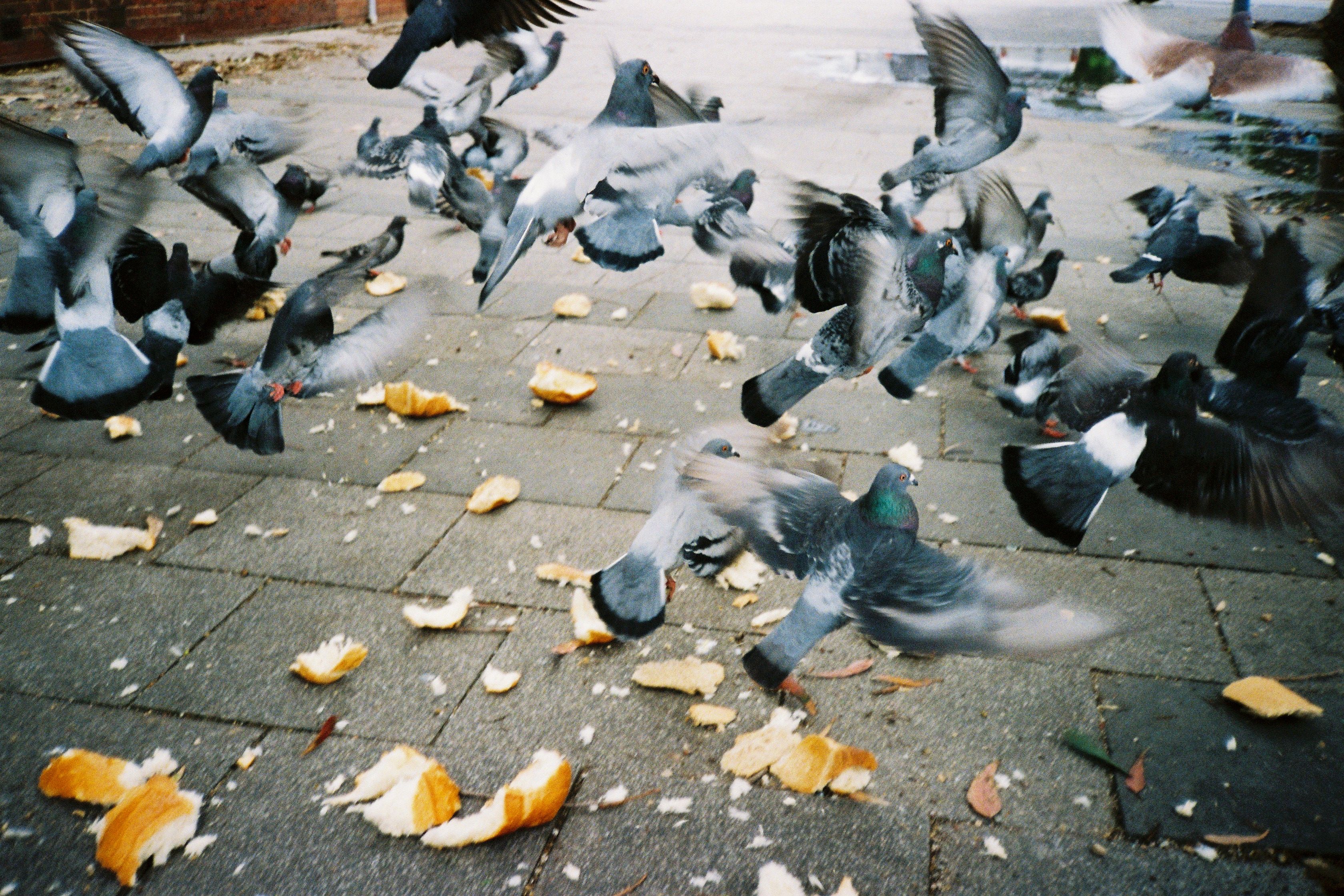 A colour photo of pigeons scattering after being disturbed